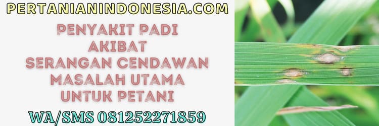 penyakit,padi,petani,penyakit padi,cendawan